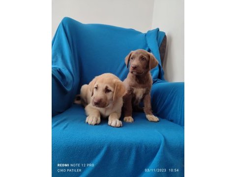 Labrador yavruları sağlıklı