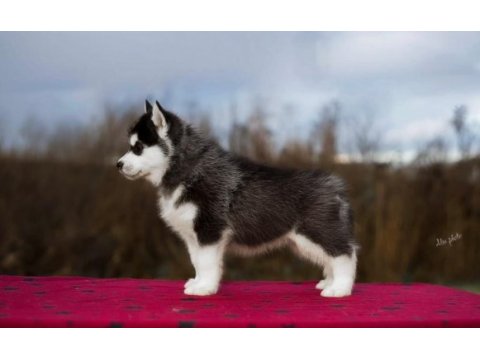 Safkan sibirya kurdu (husky) yavrularımız