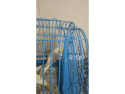 Grey erkek sultan papağanları