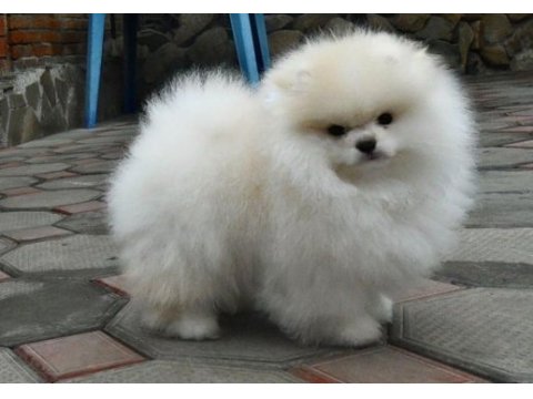 Aşık olacağınız kalitede zirve bir pomeranian erkeğimiz