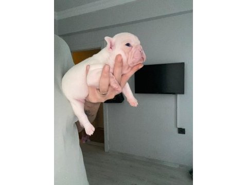 Dişi french bulldog