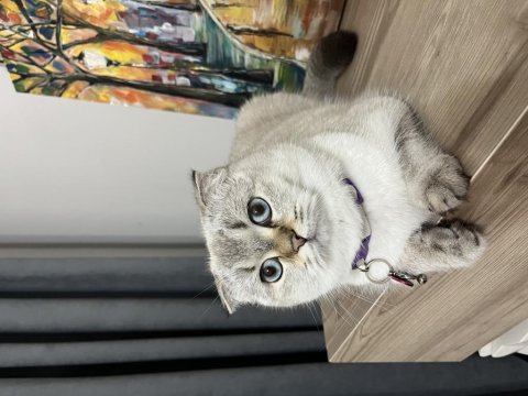 Scottish fold luna için için yeni bir yuva arıyoruz