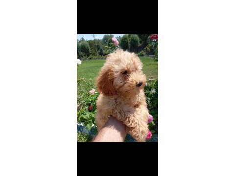 Harika kalitede maltipoo yavrularımız