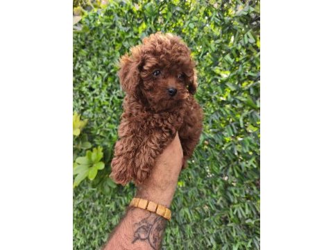 Toy poodle yavrular