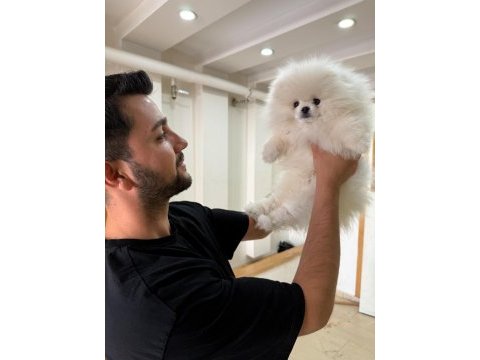 4.5 aylık pomeranian boo uyguna verilecek