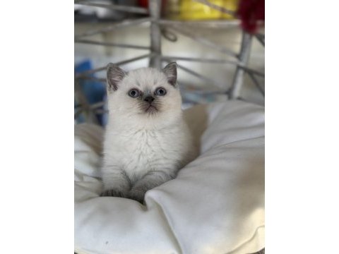 Üst kalite top kafa erkek british shorthair yavrumuz