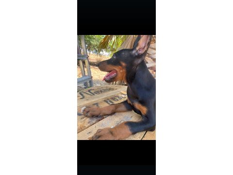 3 tane dişi doberman yavrumuz