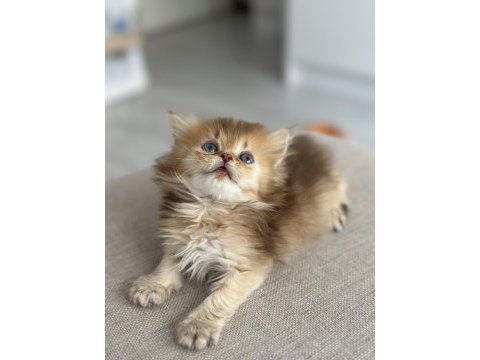 By11 british longhair çocuklar