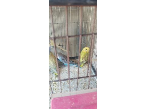 Yeni yeme inmiş bebek muhabbetler