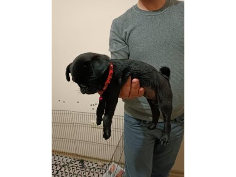 Siyah 45 günlük dişi pug