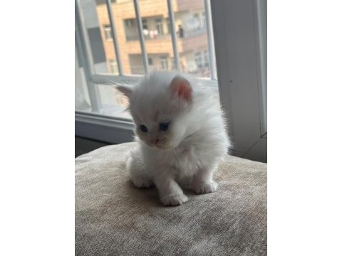 British longhair yavru