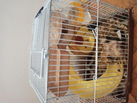 Hamster ve tüm seti ile beraber kafesi ile satıyorum