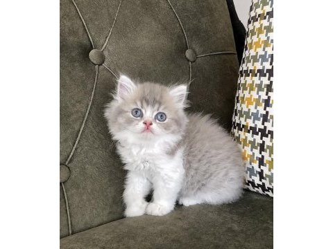 Bi color british longhair dişi ve erkek bebekler
