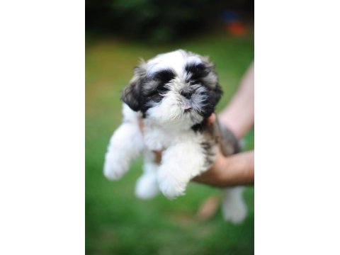 Anne altından harika safkan shih-tzu bebekler