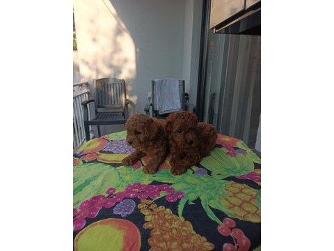 Kore kan safkan toy poodle bebekler