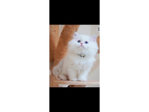 British longhair kedisi beyaz