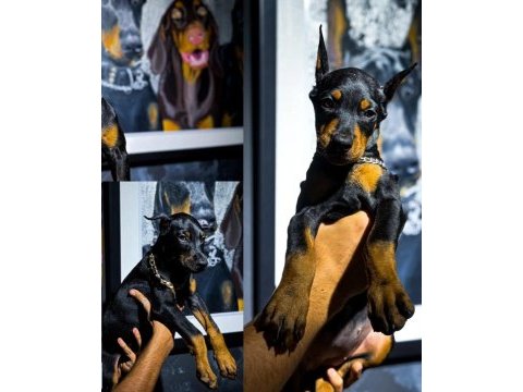 Estetikli ve estetiksiz doberman bebekler