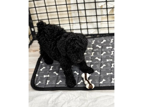 Nadir renk siyah poodle