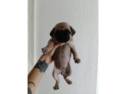Pug yavrularımız