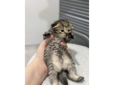 Tabby cinsi scottish fold kızımız yuvasını arıyor