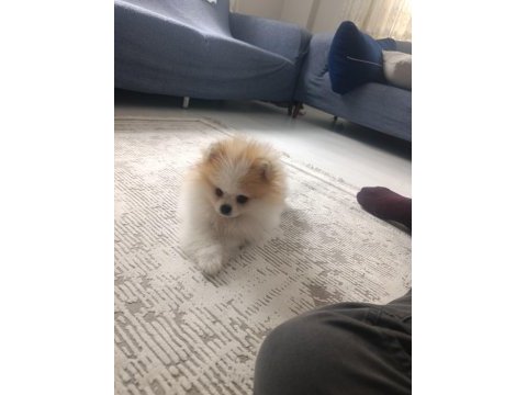 İki buçuk üç aylık erkek pomeranian