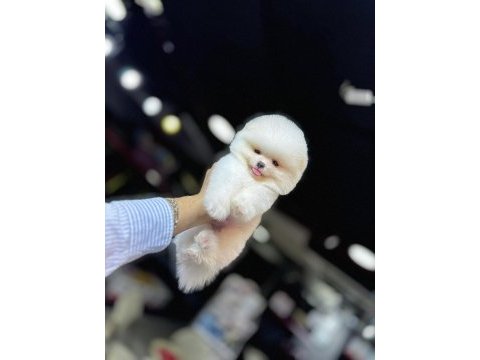 Pomeranian üretim çiftiğinden