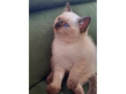 British shorthair bebekler