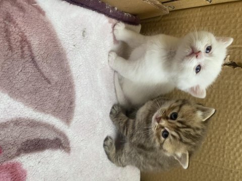 British shorthair 23 mart prenseslerim