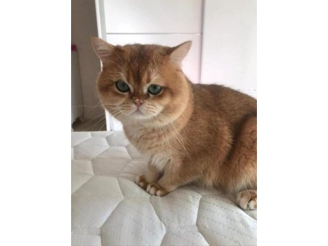Premium kalite golden british shorthair