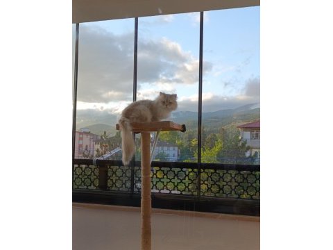 Eşleme/sahiplenme orijinal saf ırk bir baba kedimiz