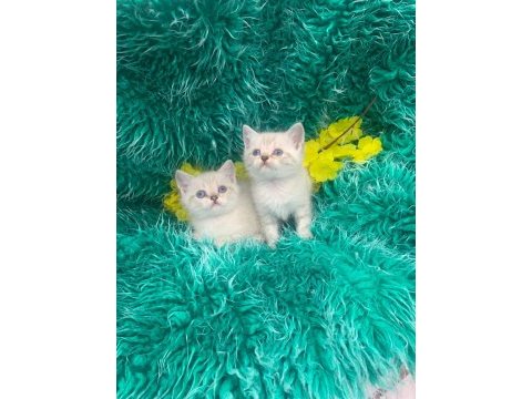 Güzel british shorthair yavrular yeni yuvalarını arıyor