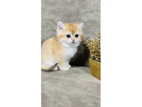 British shorthair golden ny11