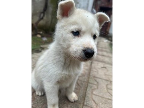 Saf kan husky yavrusu