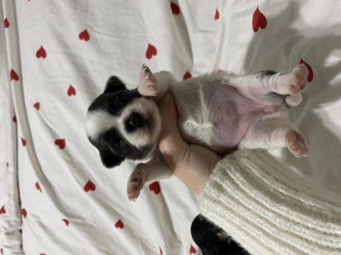 Kaliteli şivava bebeklerimiz rezerve açıldı