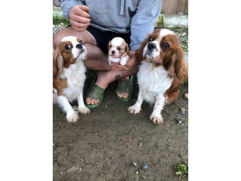 Değerini bilene a plus kalite dişi bebek köpekler