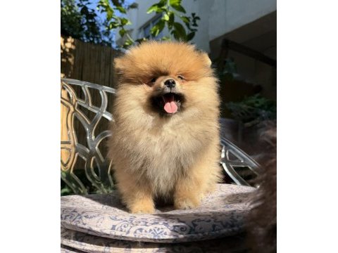 Pomeranian boo ayı surat erkek