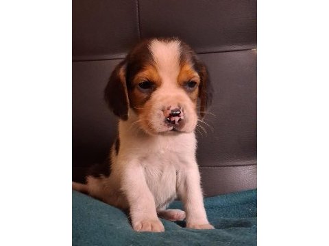 Elizabet beagle yavrularımız