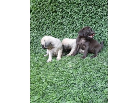 Pug mops crem ve siyah