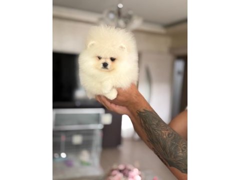 Pomeranian ayıcıklar 2 dişi ve 2 erkek