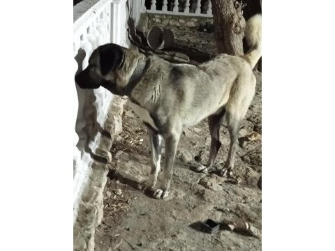 Safkan kangal