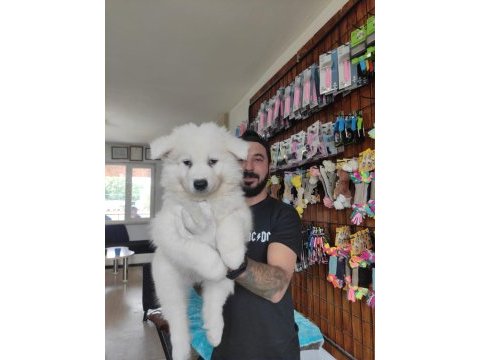 Ayi yavrusu samoyed a kalite ırk