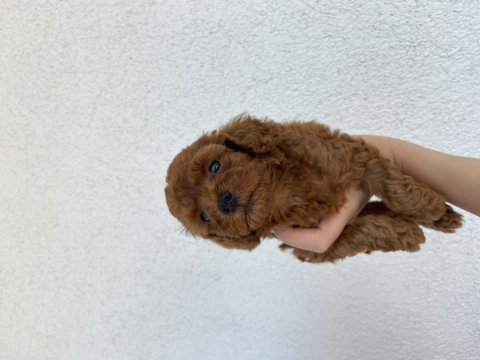 Toy poodle ev doğumlu