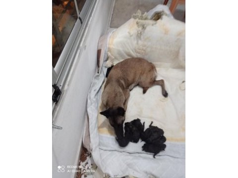 A kalite malinois siyah sevenlere