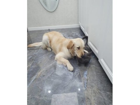 Çok sevecen dişi golden retriever
