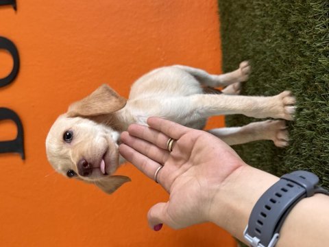 Rehber labrador retriever bebekler