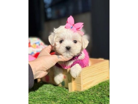 Teddy face maltipoo bebeklerimiz