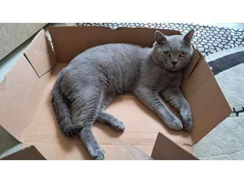 Yakışıklı, güzel huylu, safkan (bakım) brıtısh blue