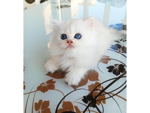 Ev üretimi kedi yavrumuz longhair
