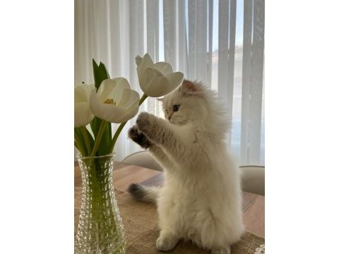 British longhair dişi kedimiz 9 aylık