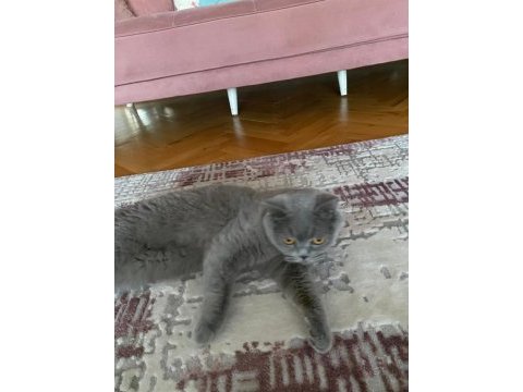 British shorthair kedimize yeni ev arıyoruz